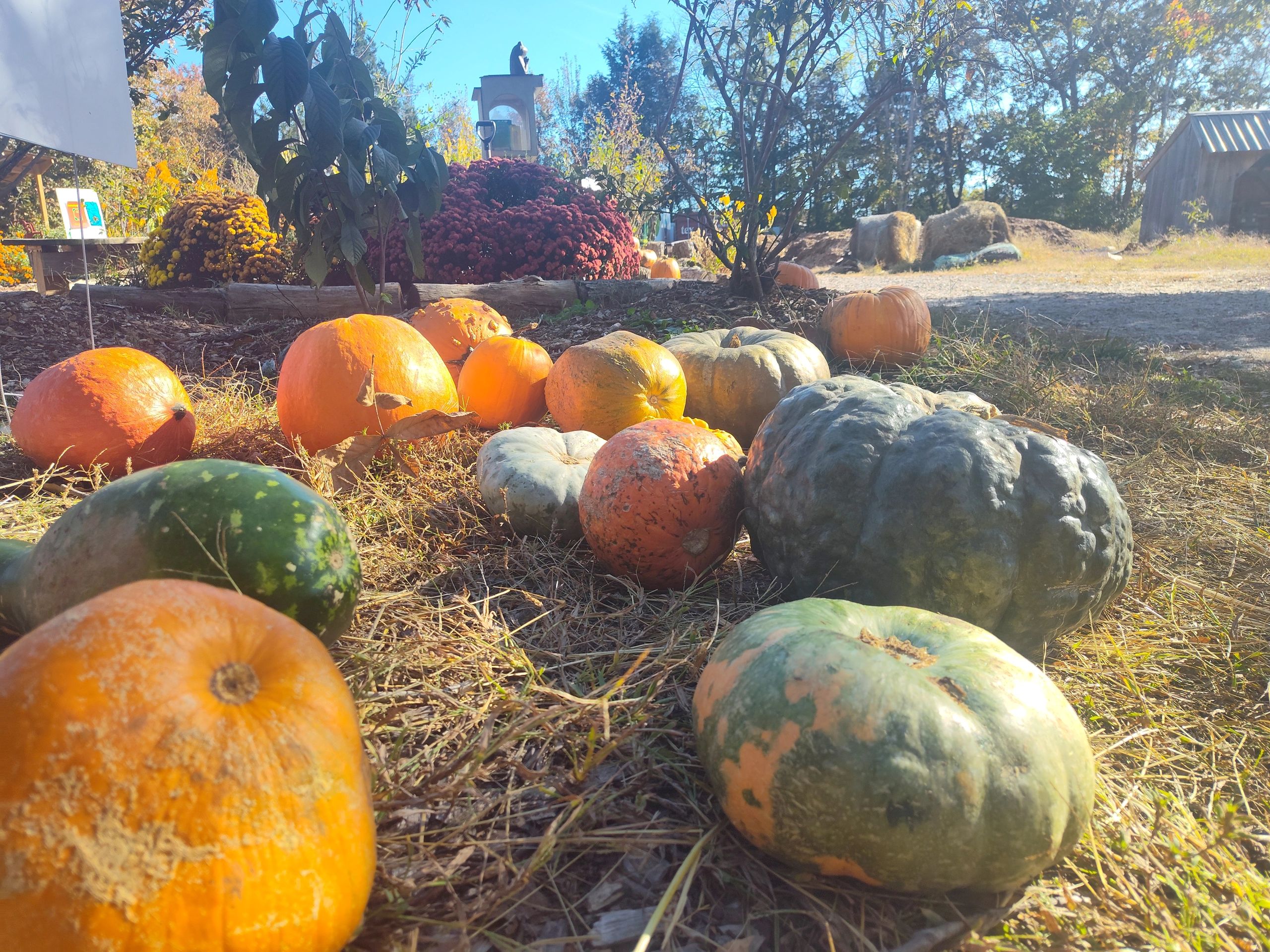 Join Our Pumpkin PickUp List for Petersburg! 🎃
