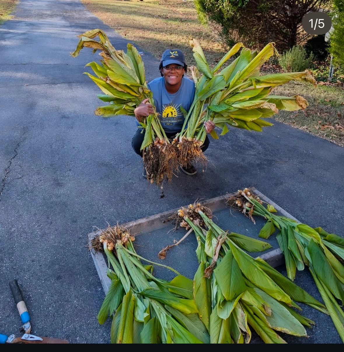 Farming Tasha, enjoying the fruits of farming/labor…fresh turmeric