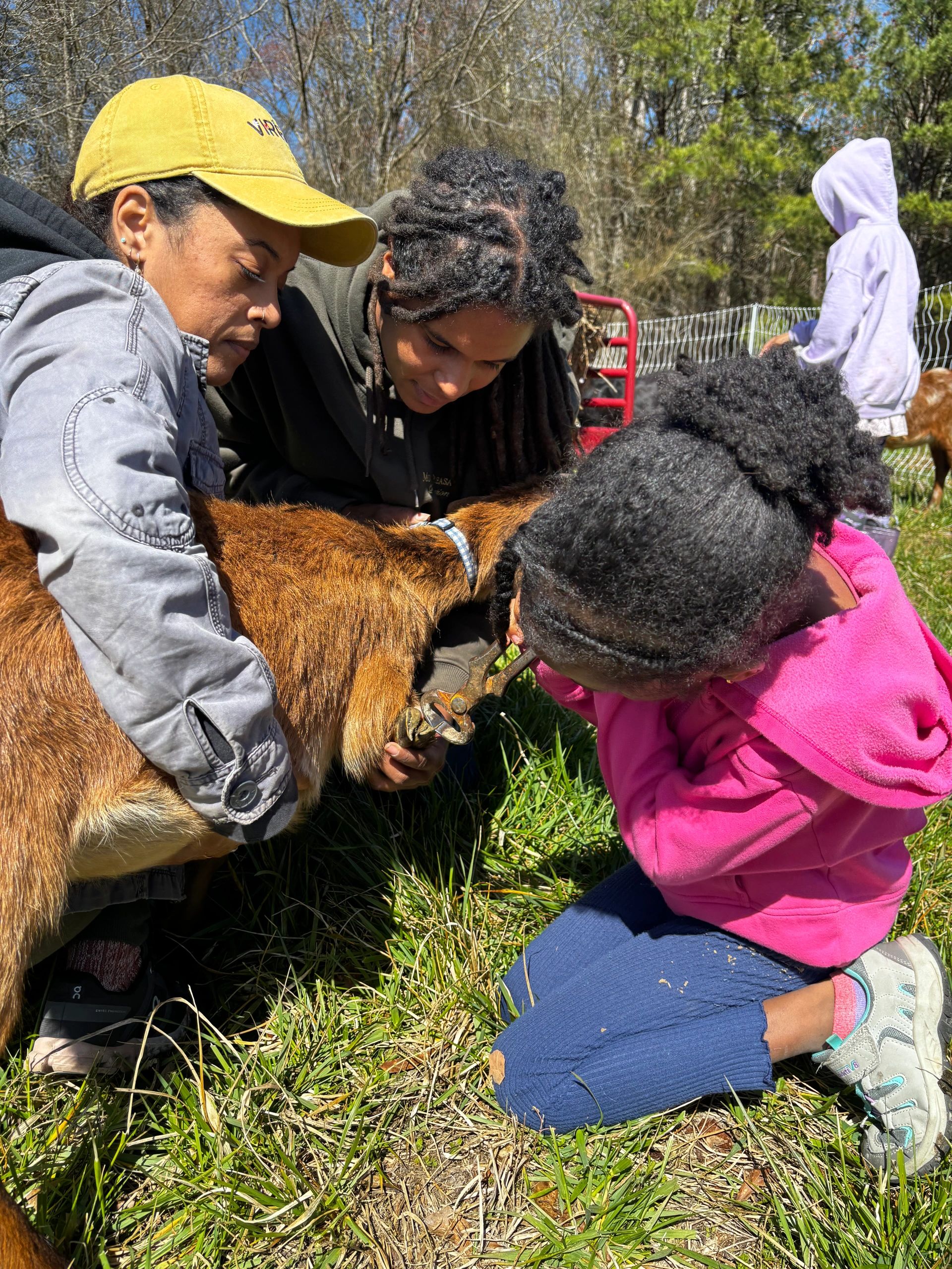 Many Hands 4 Light Workers at Maroon Grove Farm, learning how to assist with caring for goats 
